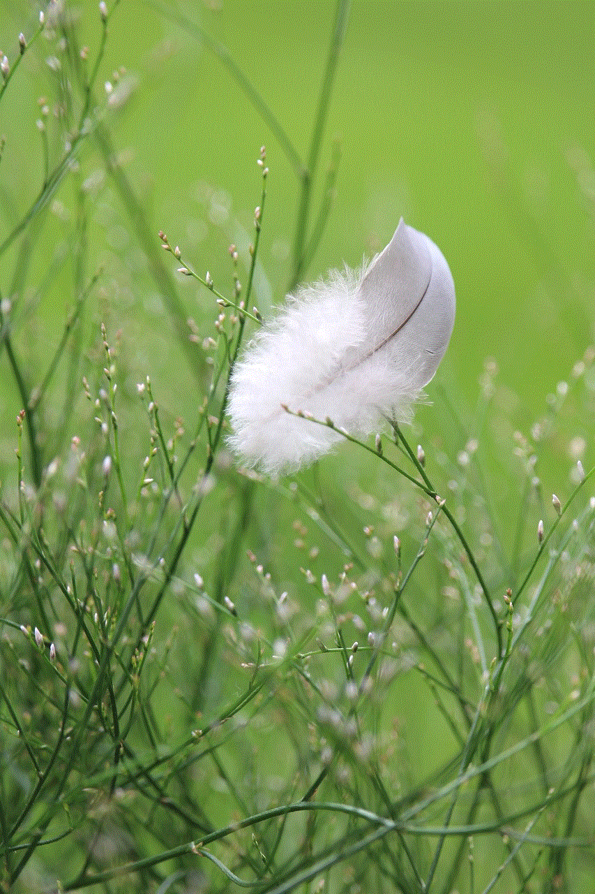 Feather Plumage Feather Plumage