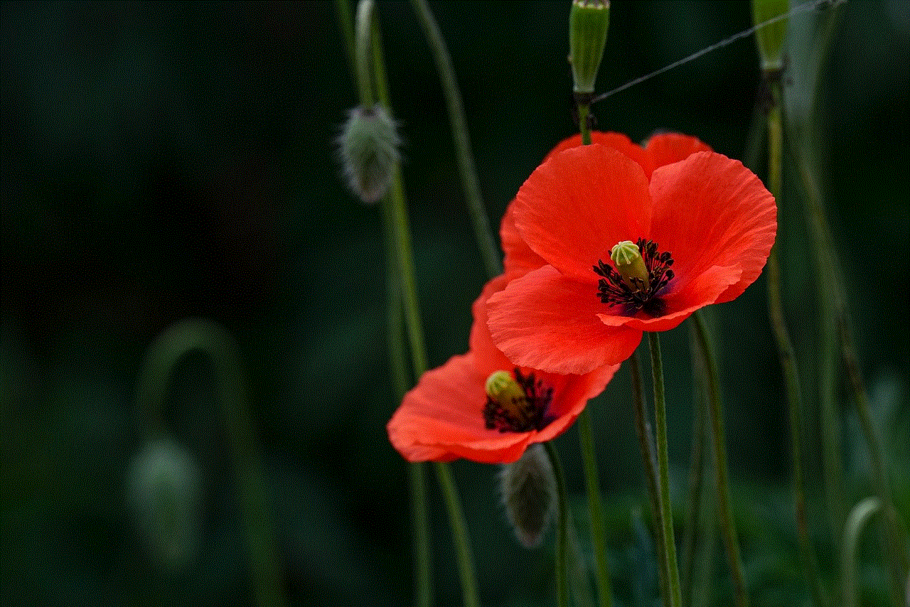 Flower Poppy