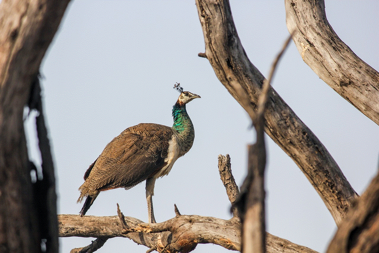 Peacock Bird