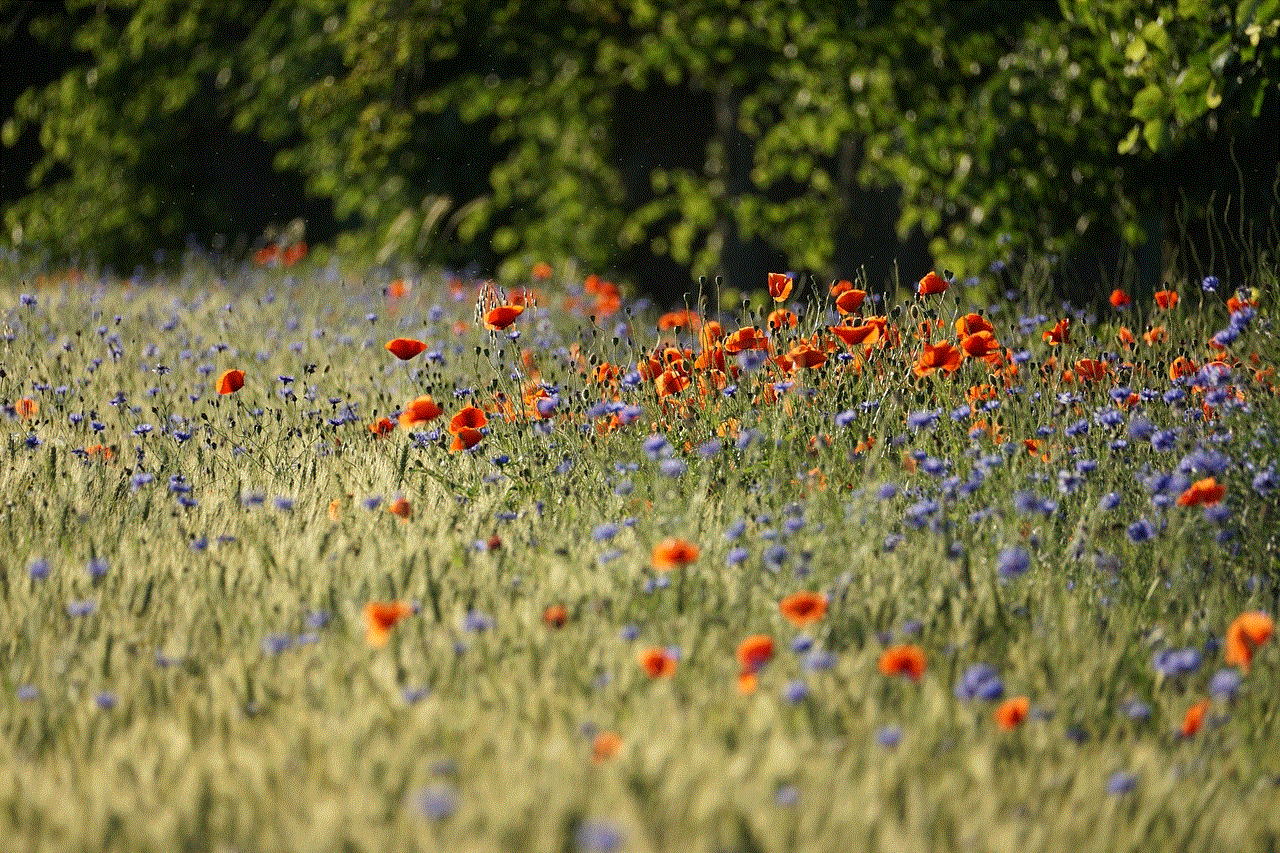 Flowers Nature