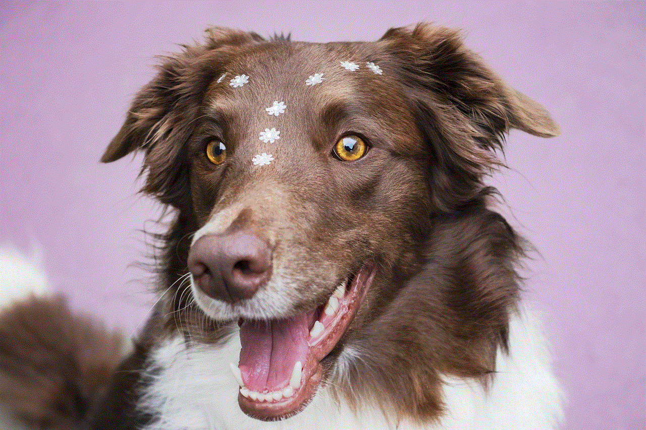 Dog Border Collie