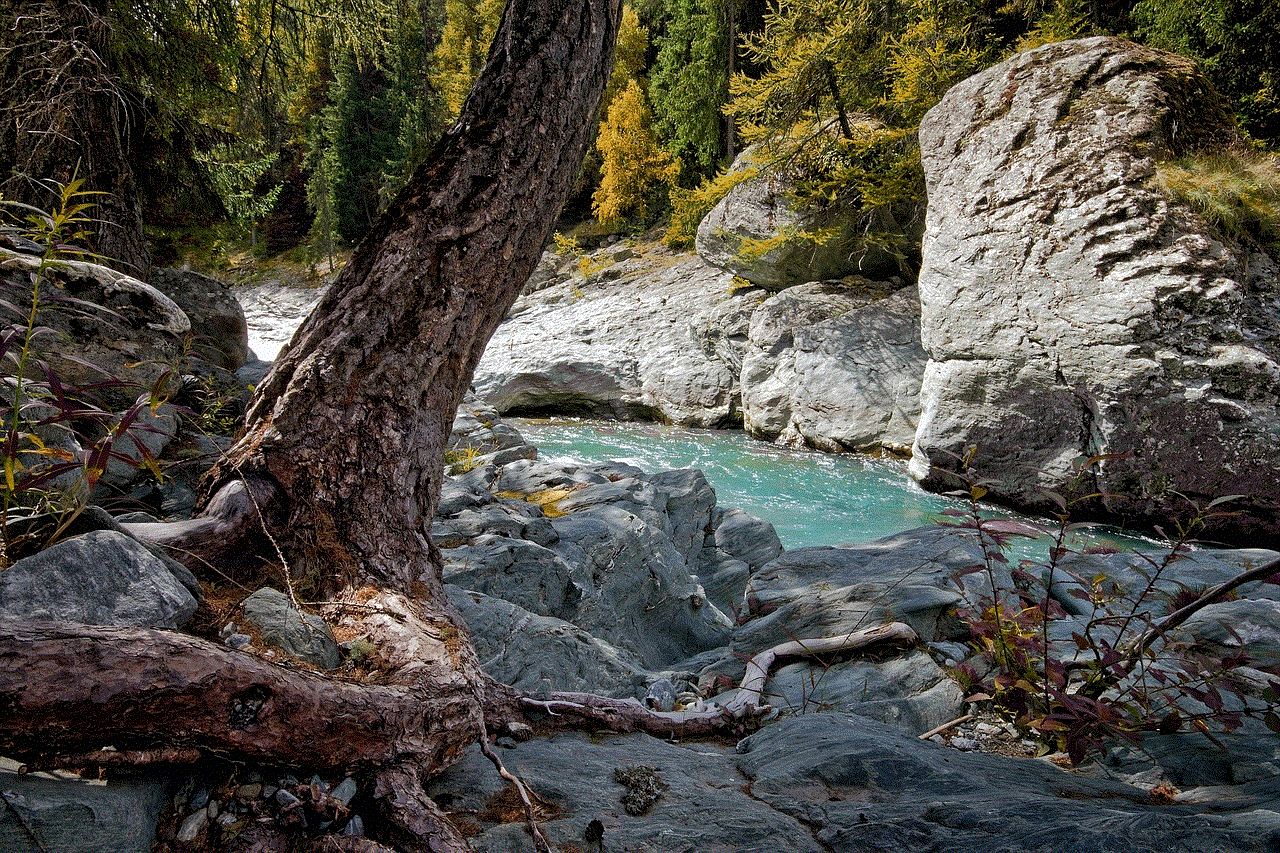 Stream Forest Stream Forest