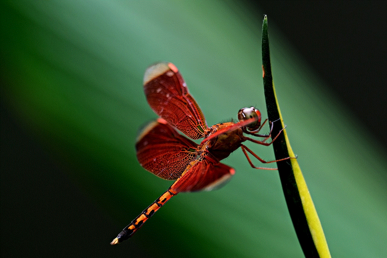Red Dragonfly Dragonfly Red Dragonfly Dragonfly