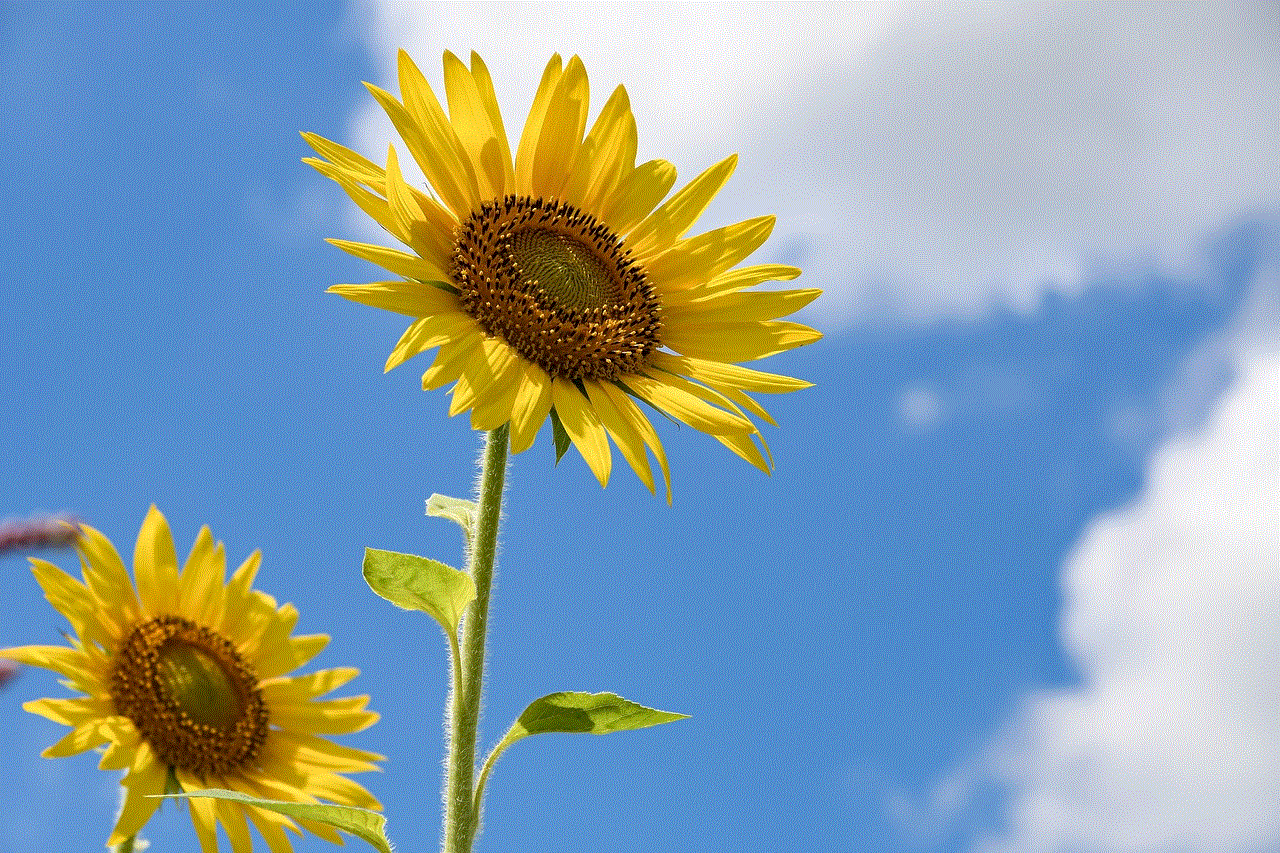 Sunflower Flowers