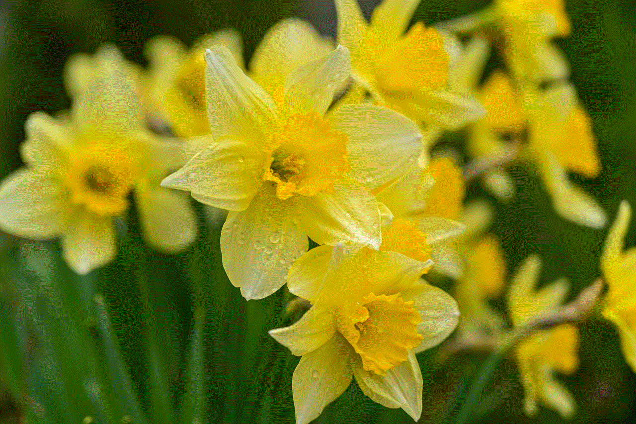 Wild Daffodils Daffodils