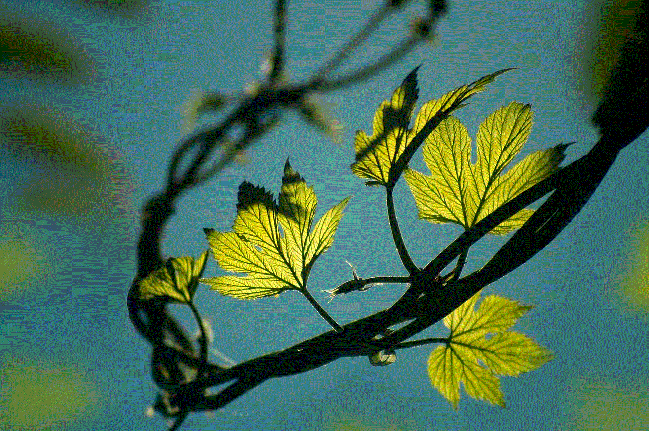 Leaves Nature