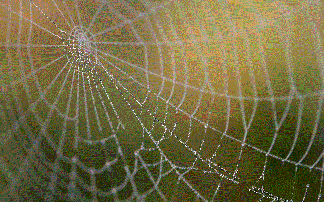 Spider Web Cobweb