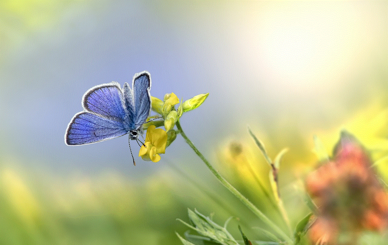 Mazarine Blue Butterfly Butterfly