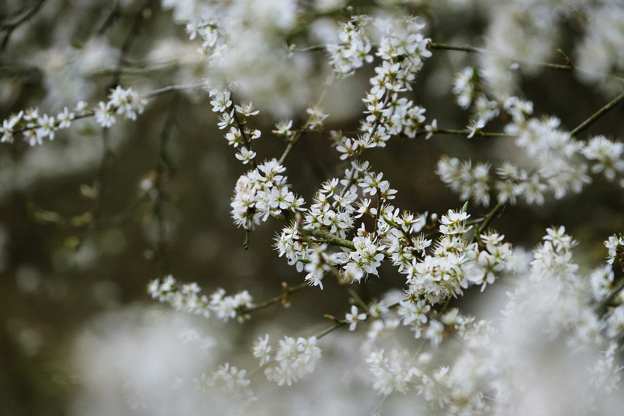 Tree Blossoms Blooms