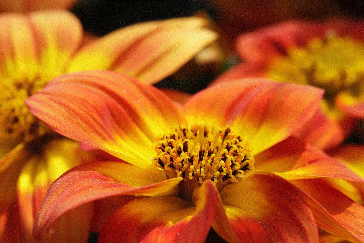 Flower Gazania