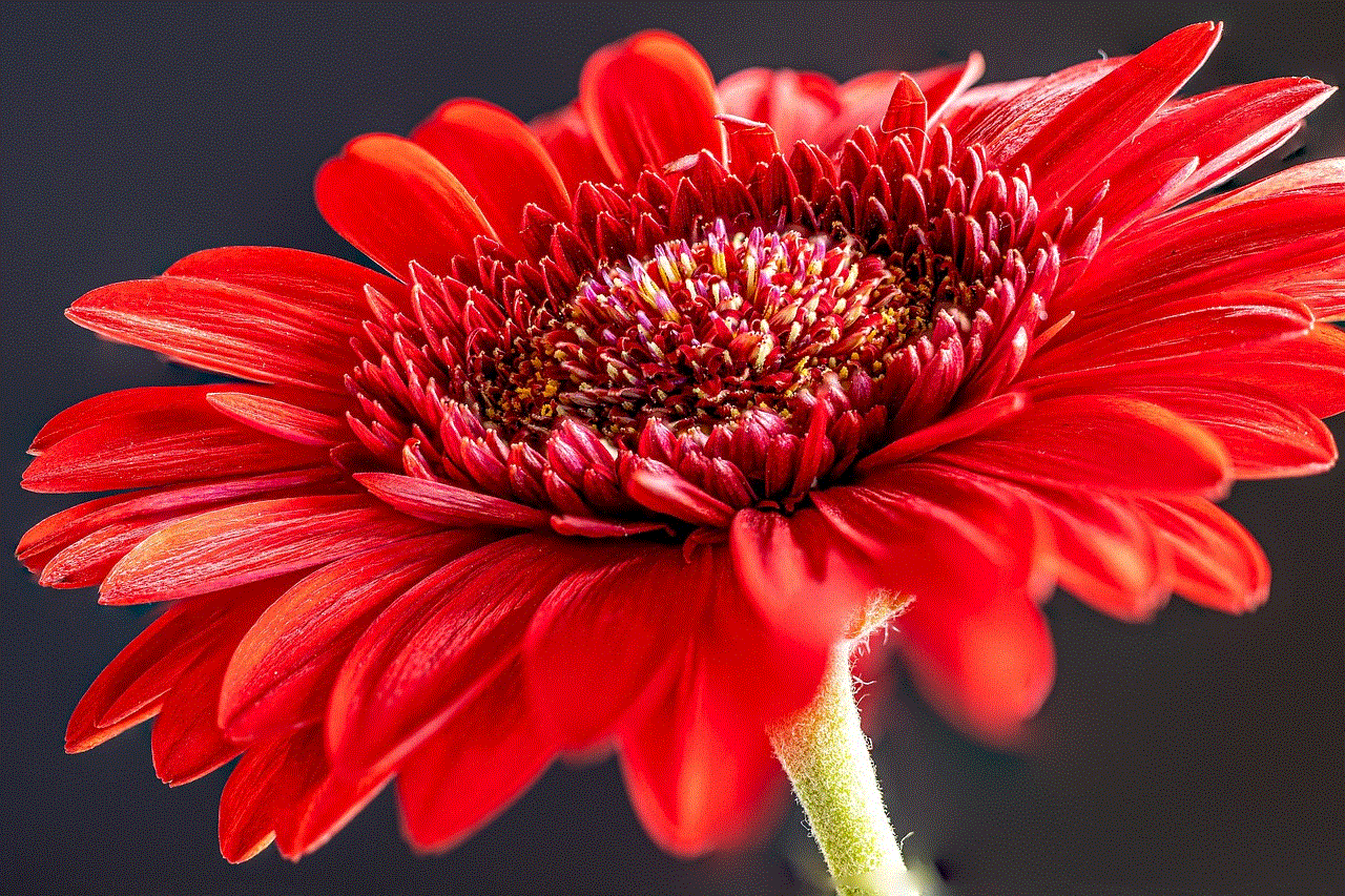 Gerbera Flower Wallpaper