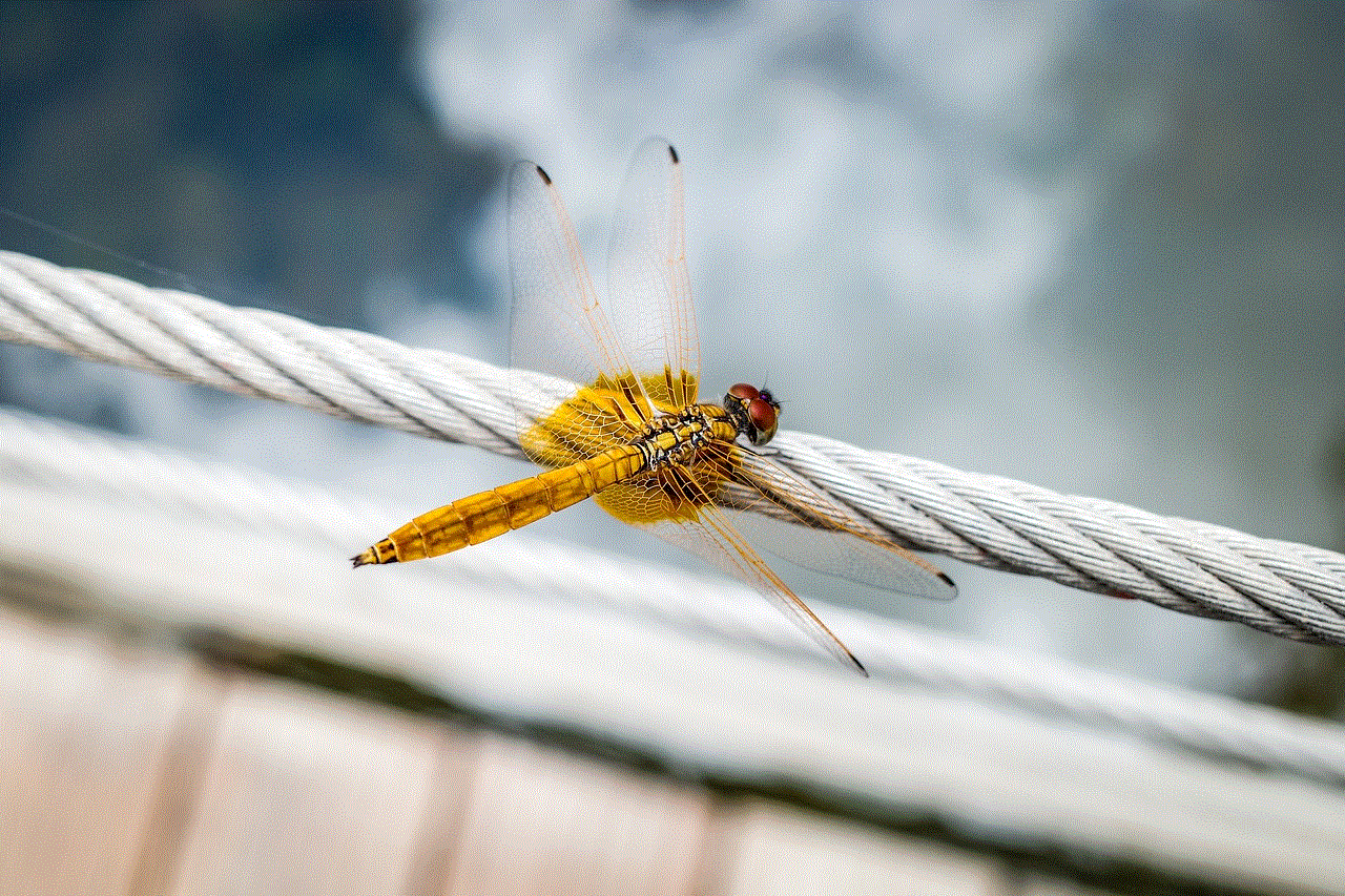 Insect Dragonfly Insect Dragonfly