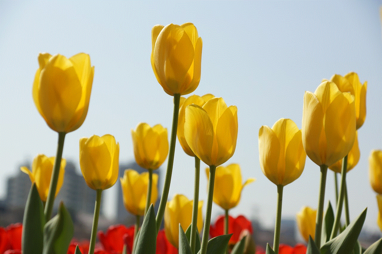 Tulip Spring Flowers