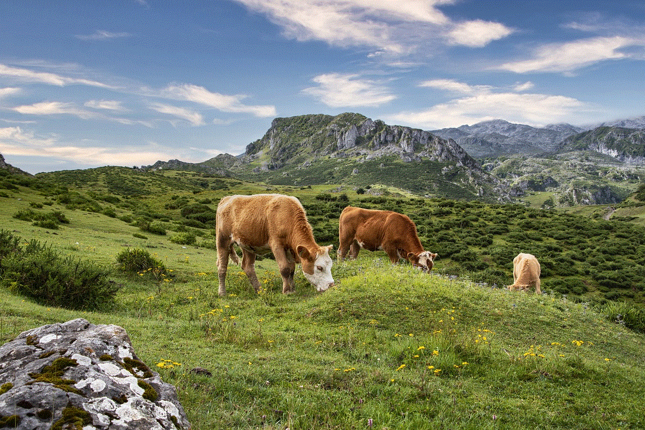 Cows Mountain Cows Mountain