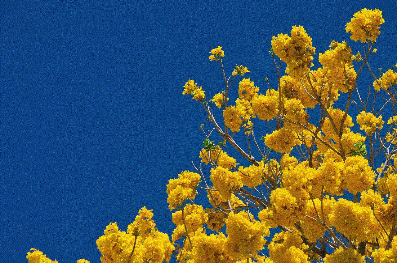 Costa Rica Yellow Flowers Costa Rica Yellow Flowers
