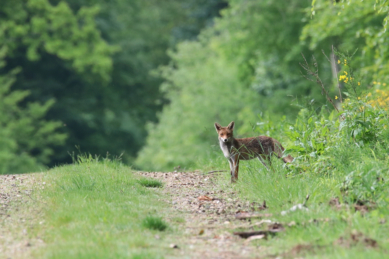 Fox Forest