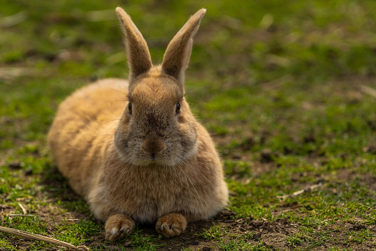 Animal Hare