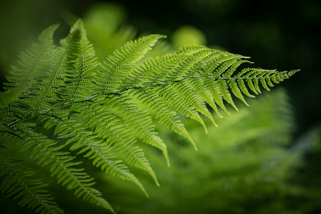 Fern Fern Leaves