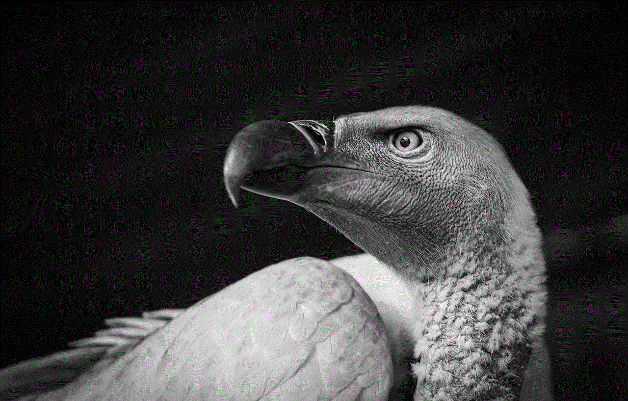 Bird Vulture