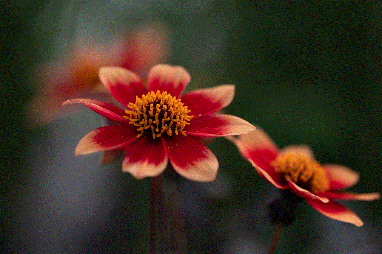 Flowers Nature Flowers Nature