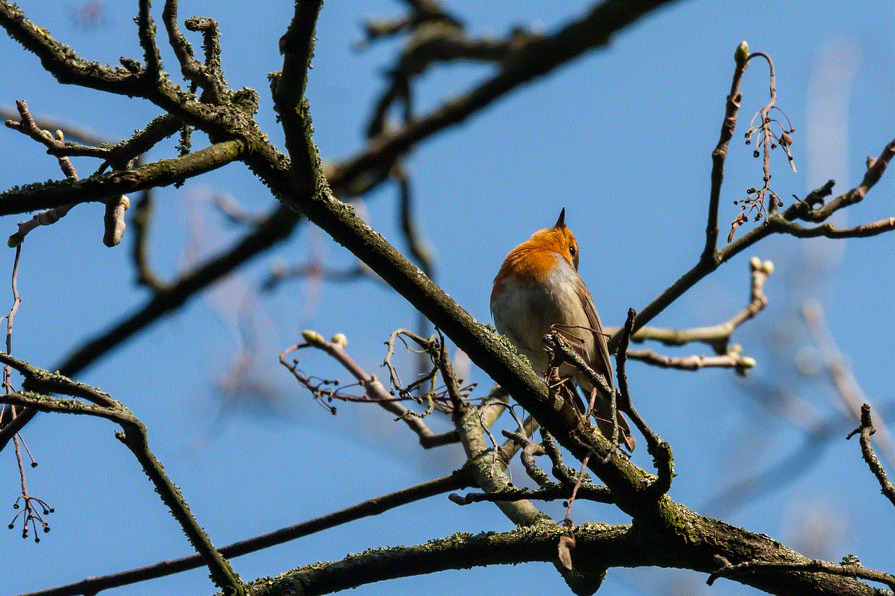 Bird European Robin