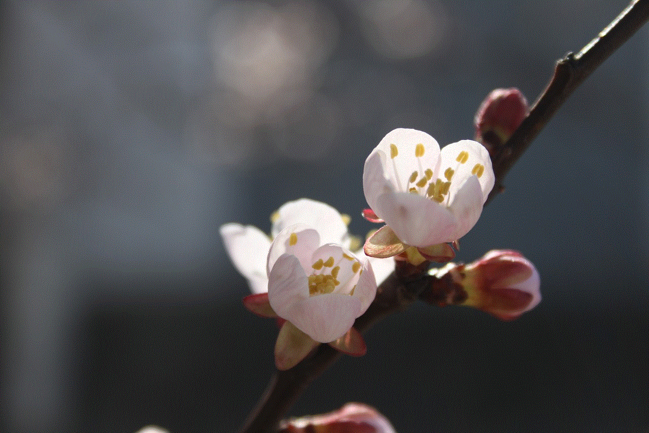 Apricot Blossoms Apricot Flowers Apricot Blossoms Apricot Flowers