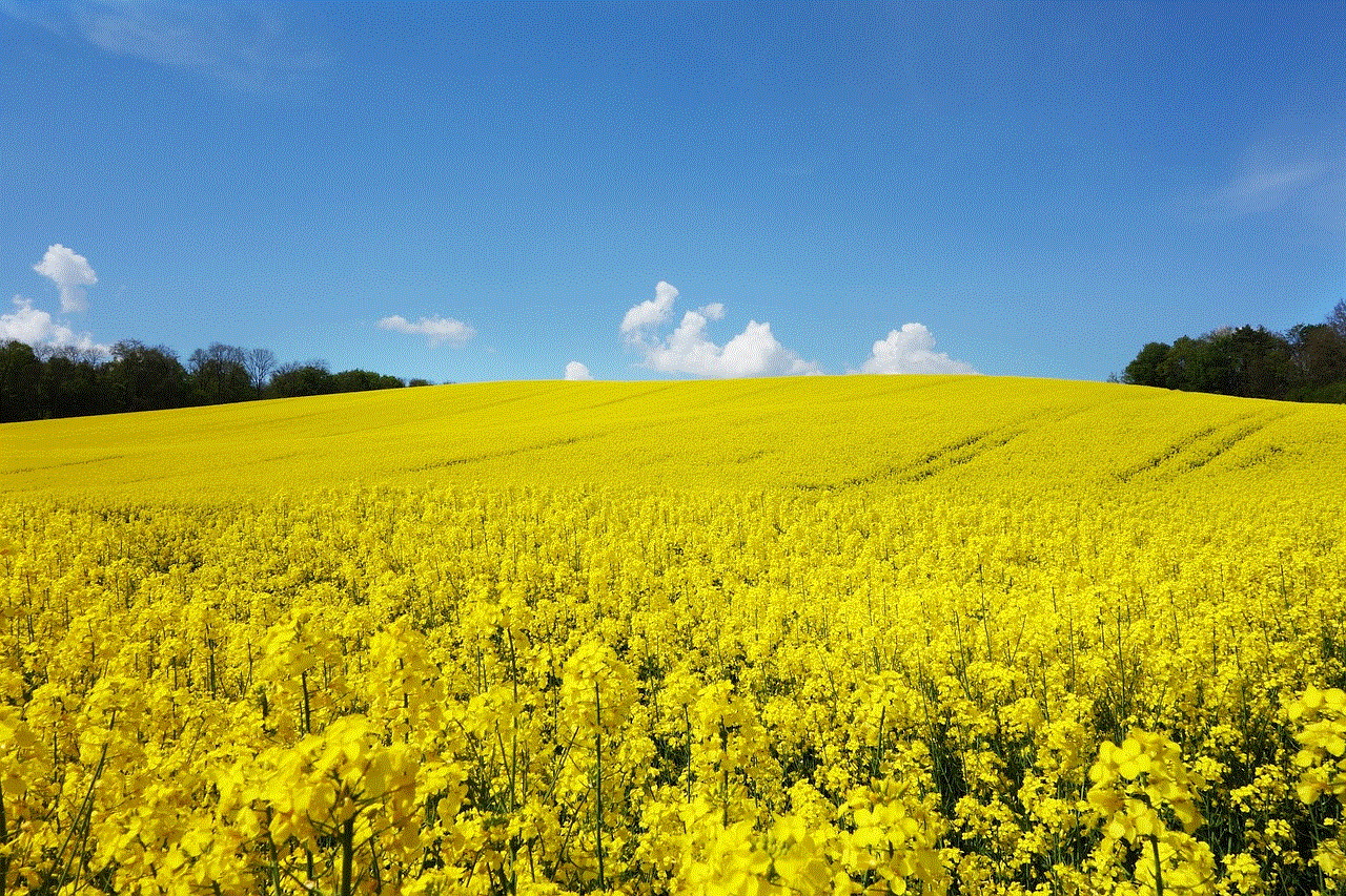 Rape Blossom Rape Field