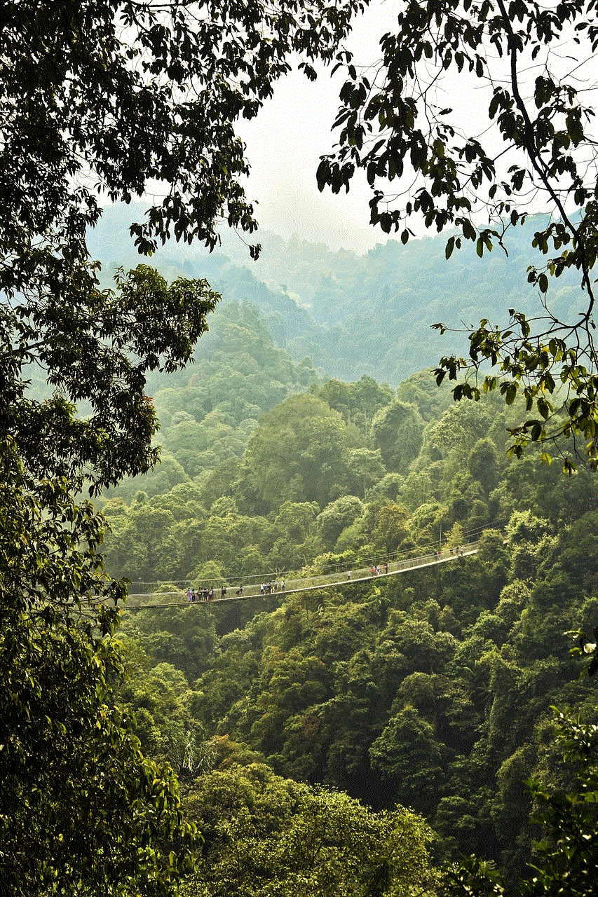 Bridge Forest