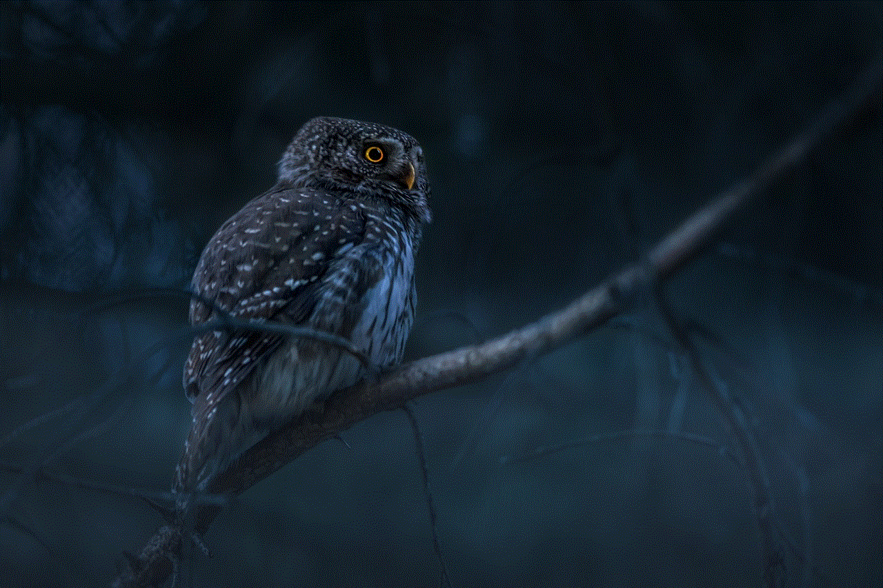 Eurasian Pygmy Owl Owl