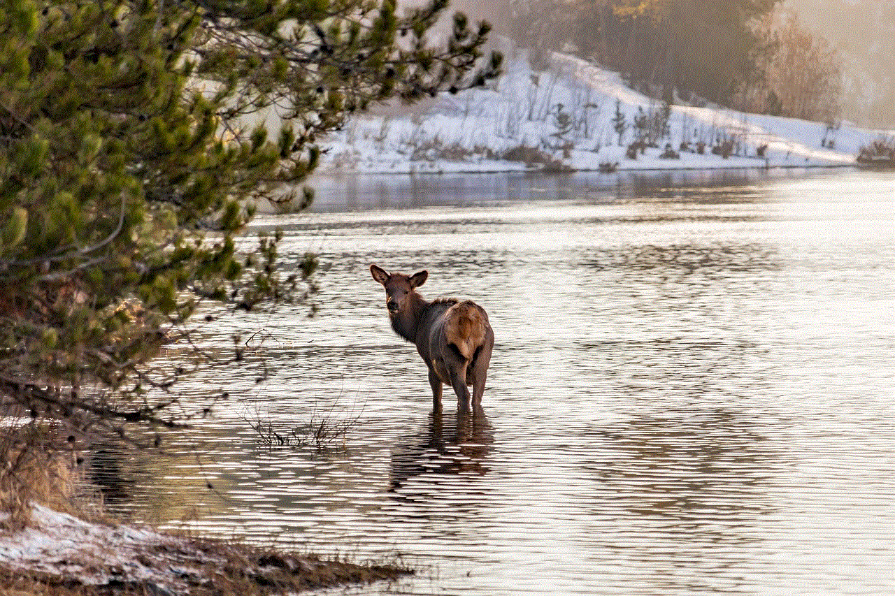 Elk Animal