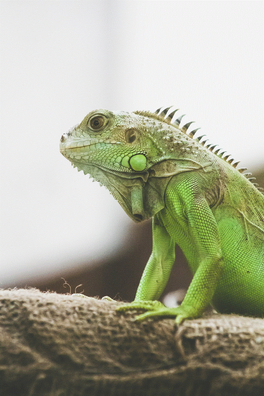 Iguana Lizard