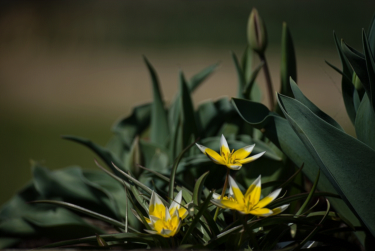 Yellow Flowers 4K Wallpaper Yellow Flowers 4K Wallpaper