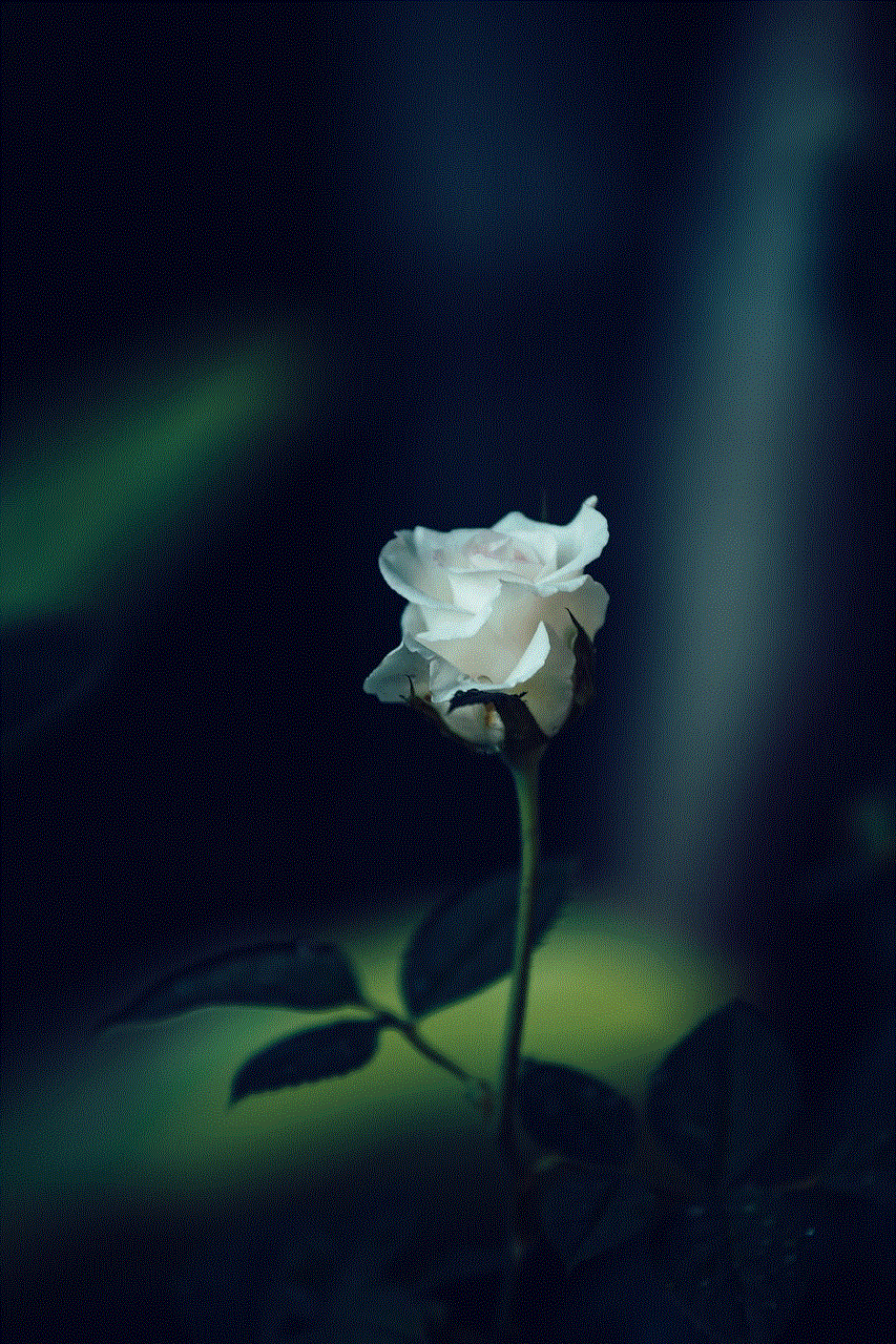 Rose Flower Background Rose Flower Background