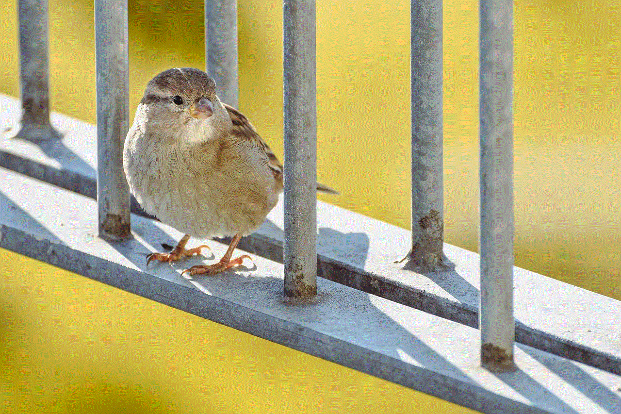 Bird Sparrow