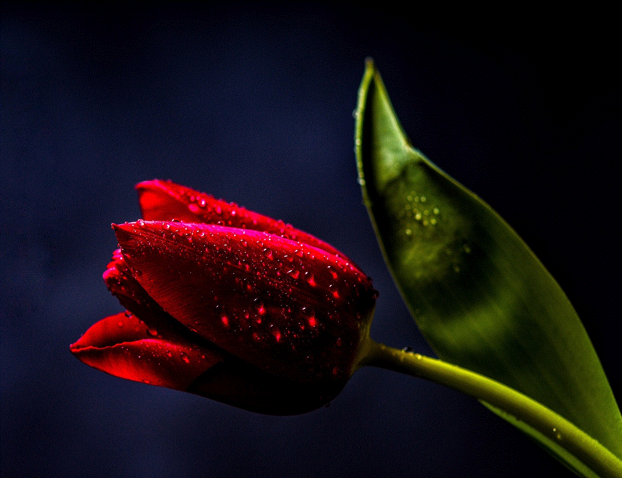 Tulip Flower Background Tulip Flower Background