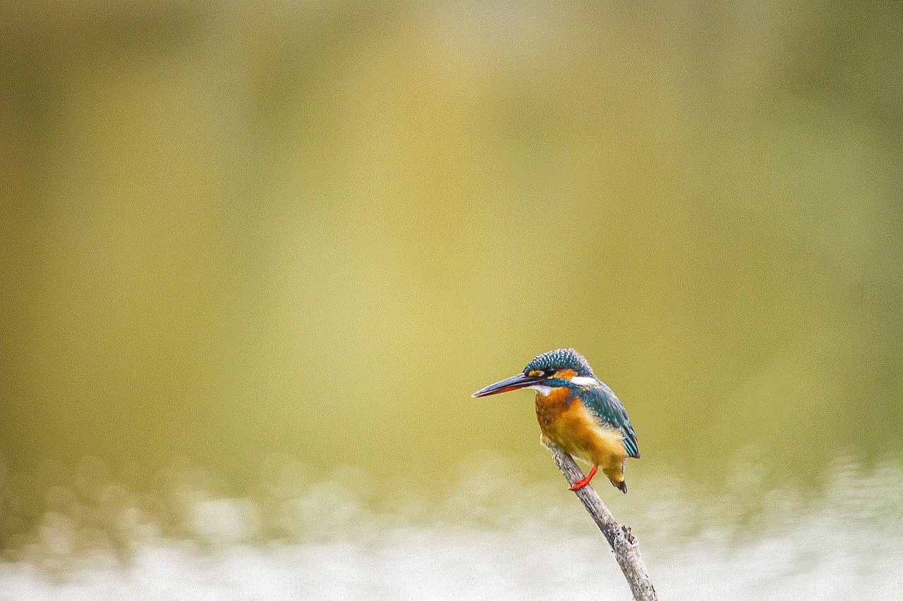 Kingfisher Bird