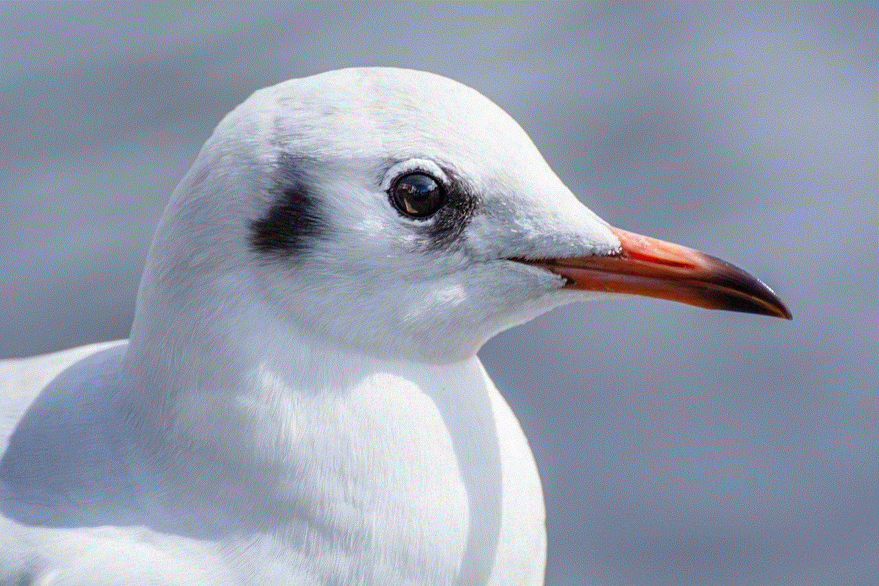 Seagull Bird