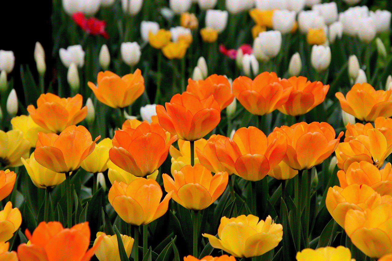 Tulips Flowers