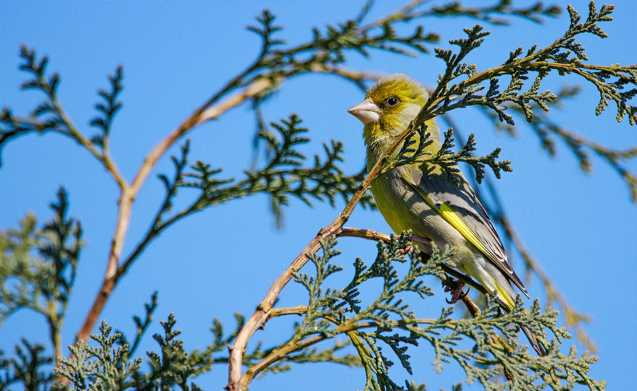 Bird Greenfinch