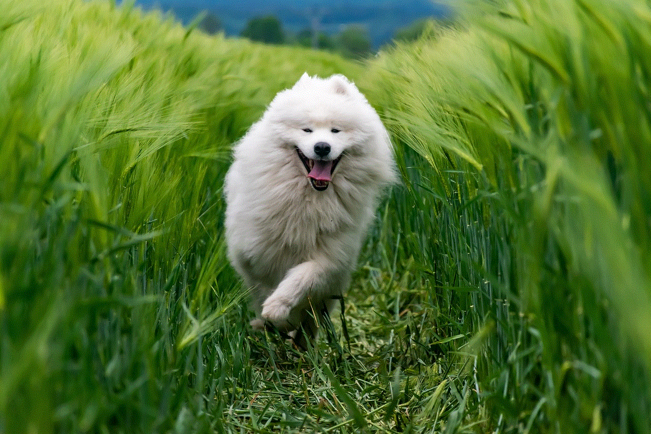 Animal Dog Animal Dog