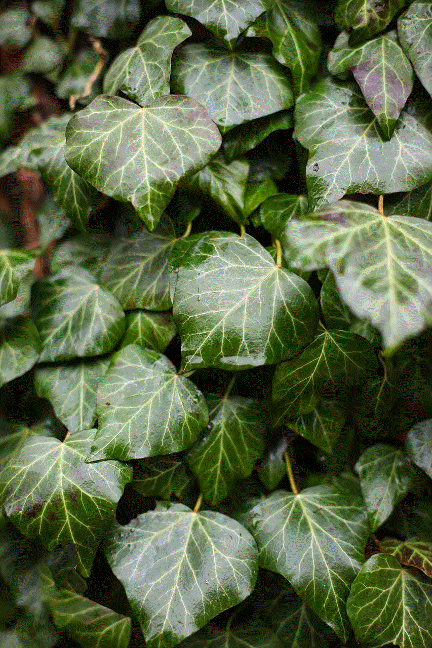 Leaf Ivy