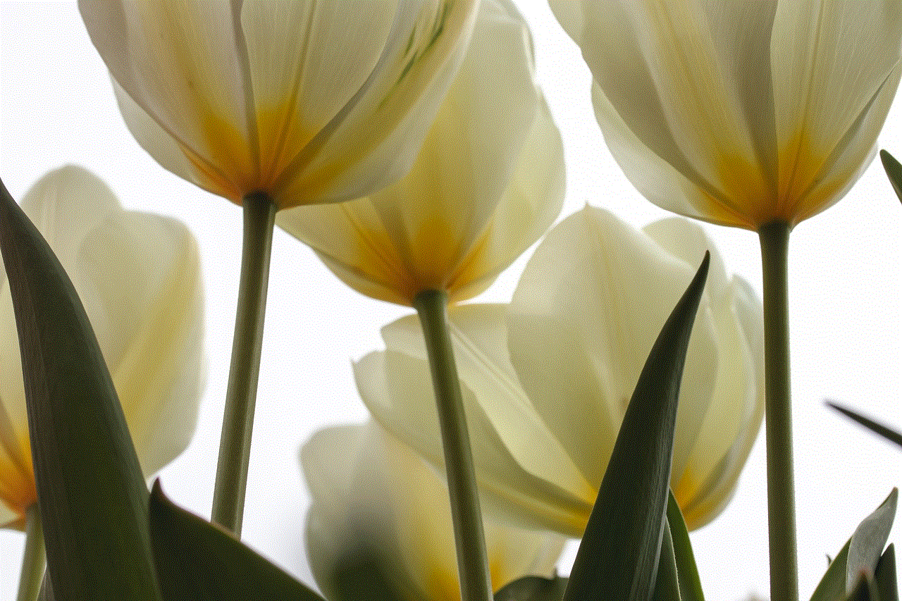 Tulips Flower