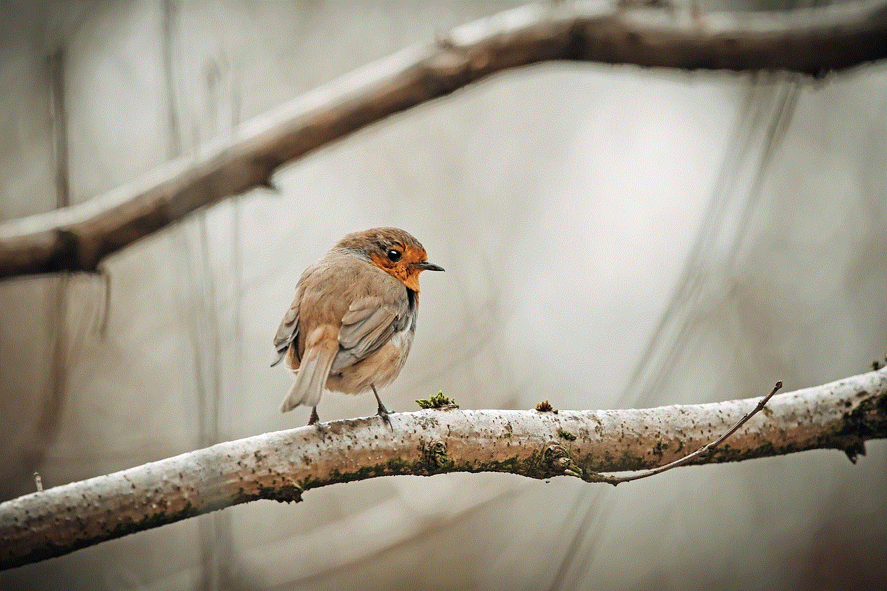 Bird Robin Bird Robin