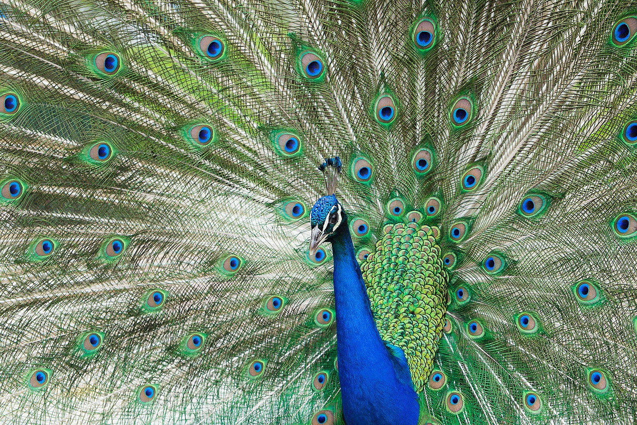 Bird Peacock