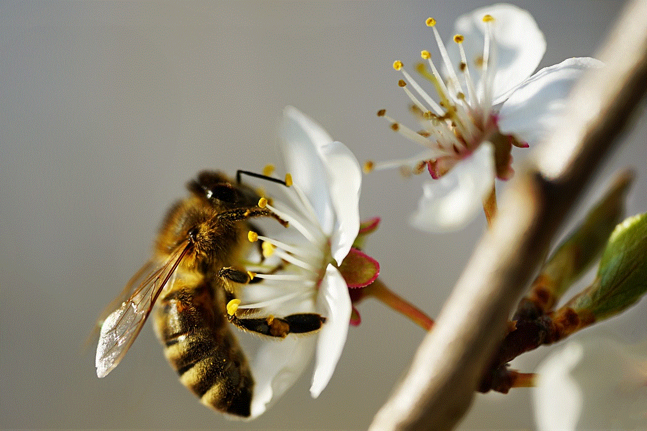 Bee Insect