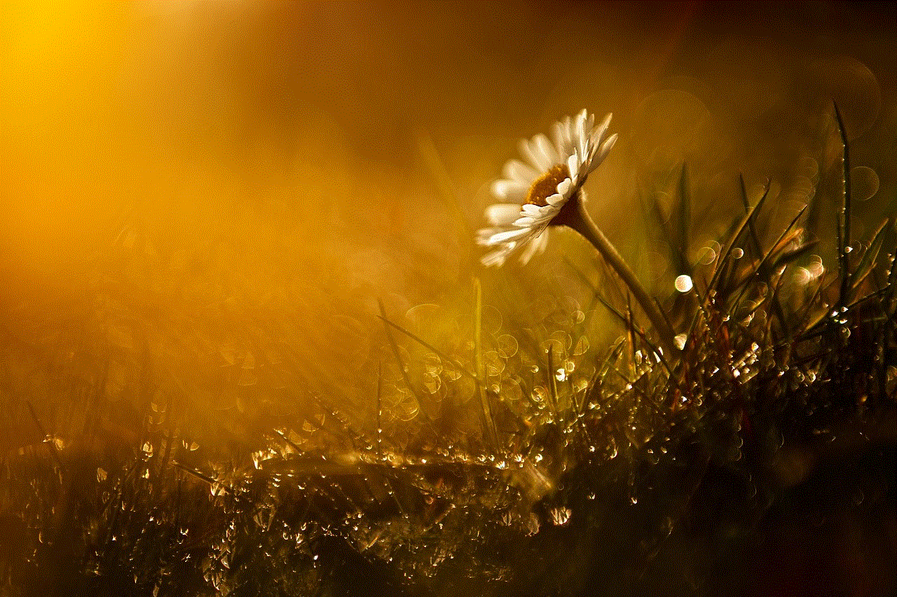 Daisy Flower Daisy Flower