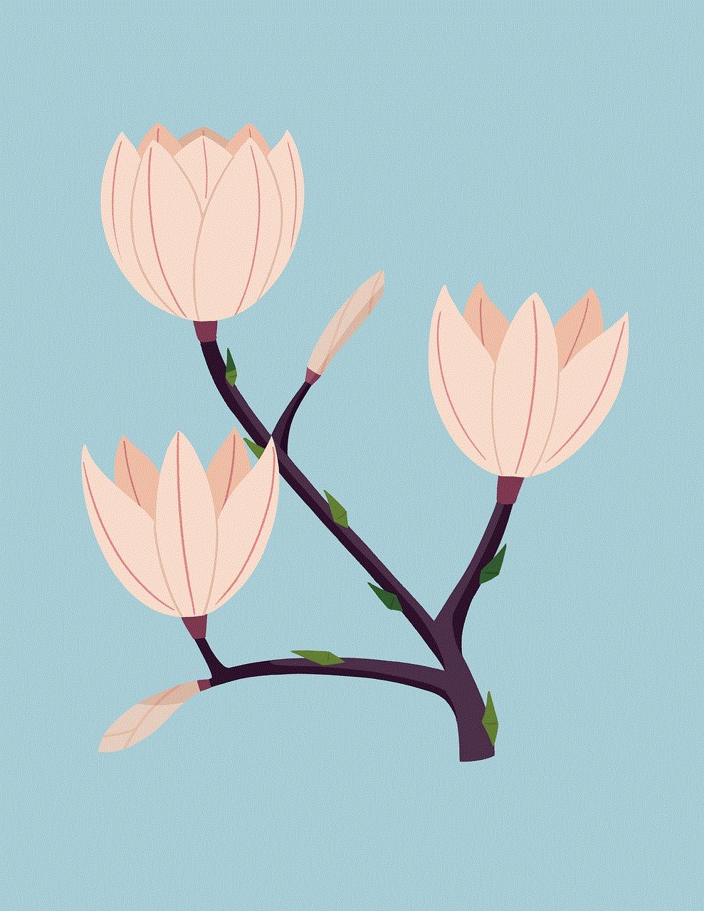 Flowers Magnolia