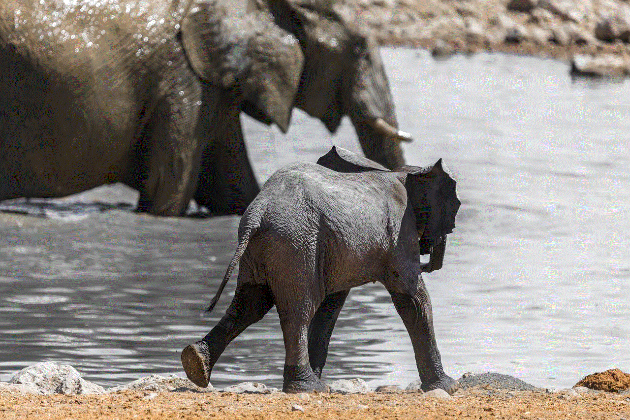 Elephant Namibia