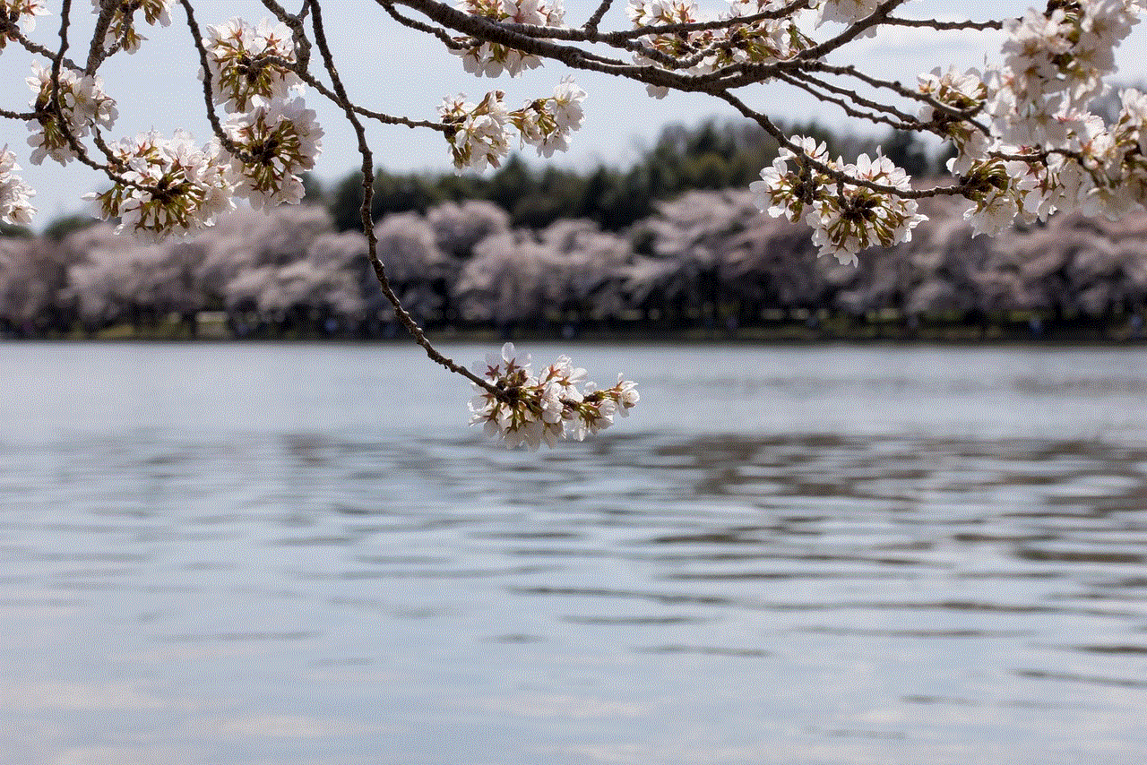 Sakura Cherry Blossoms