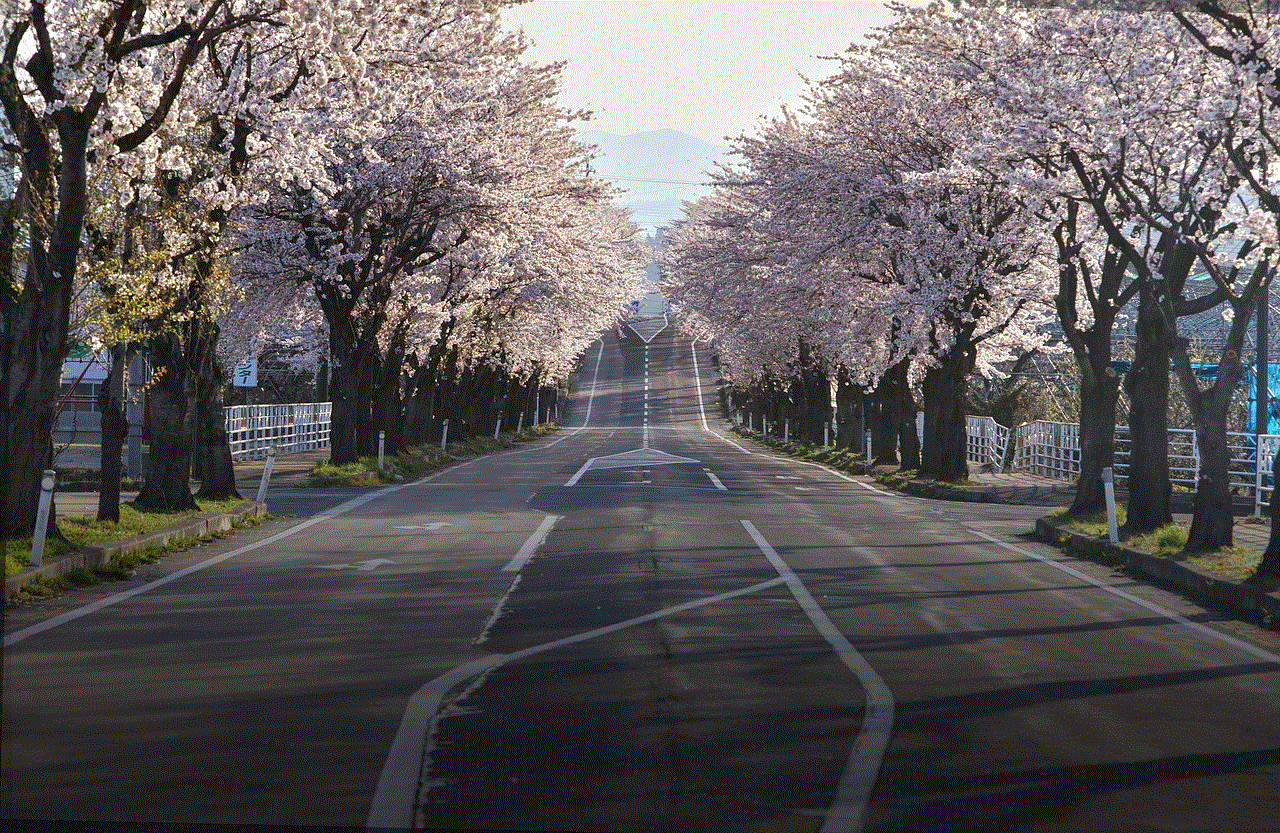 Cherry Blossoms Road